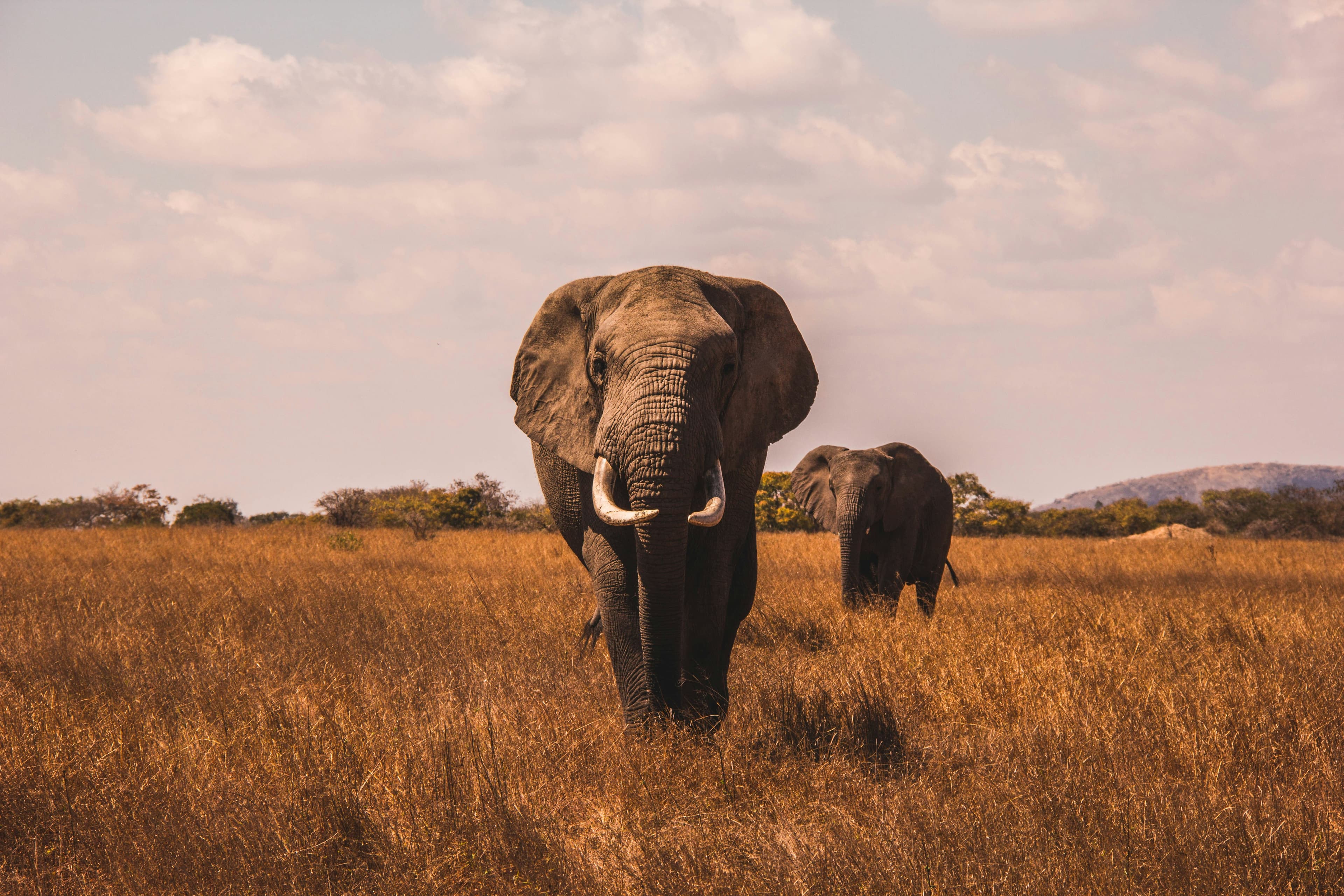 Safari at Royal Mandarin Hotel & Resort — gallery image 4
