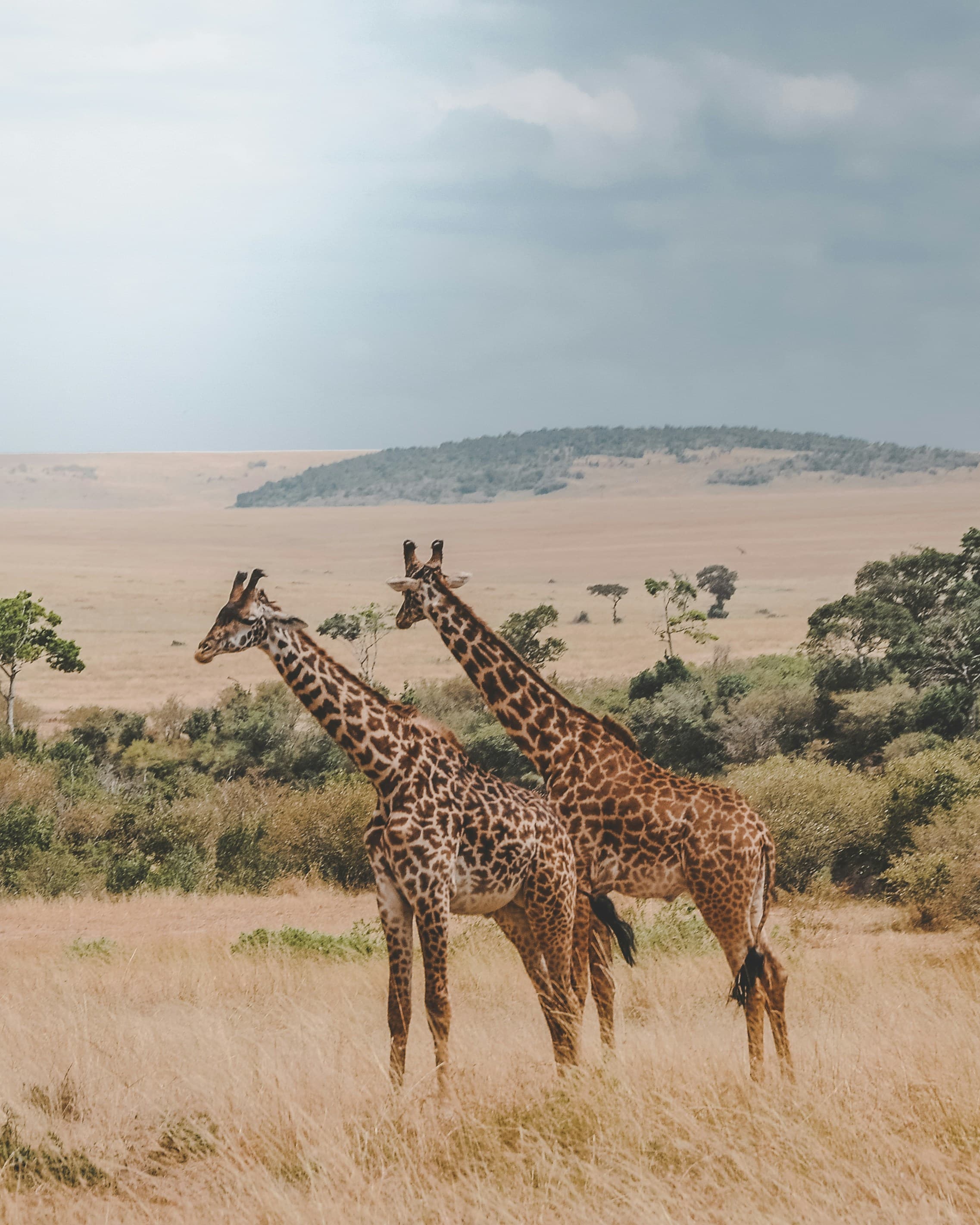 Safari at Royal Mandarin Hotel & Resort — gallery image 6