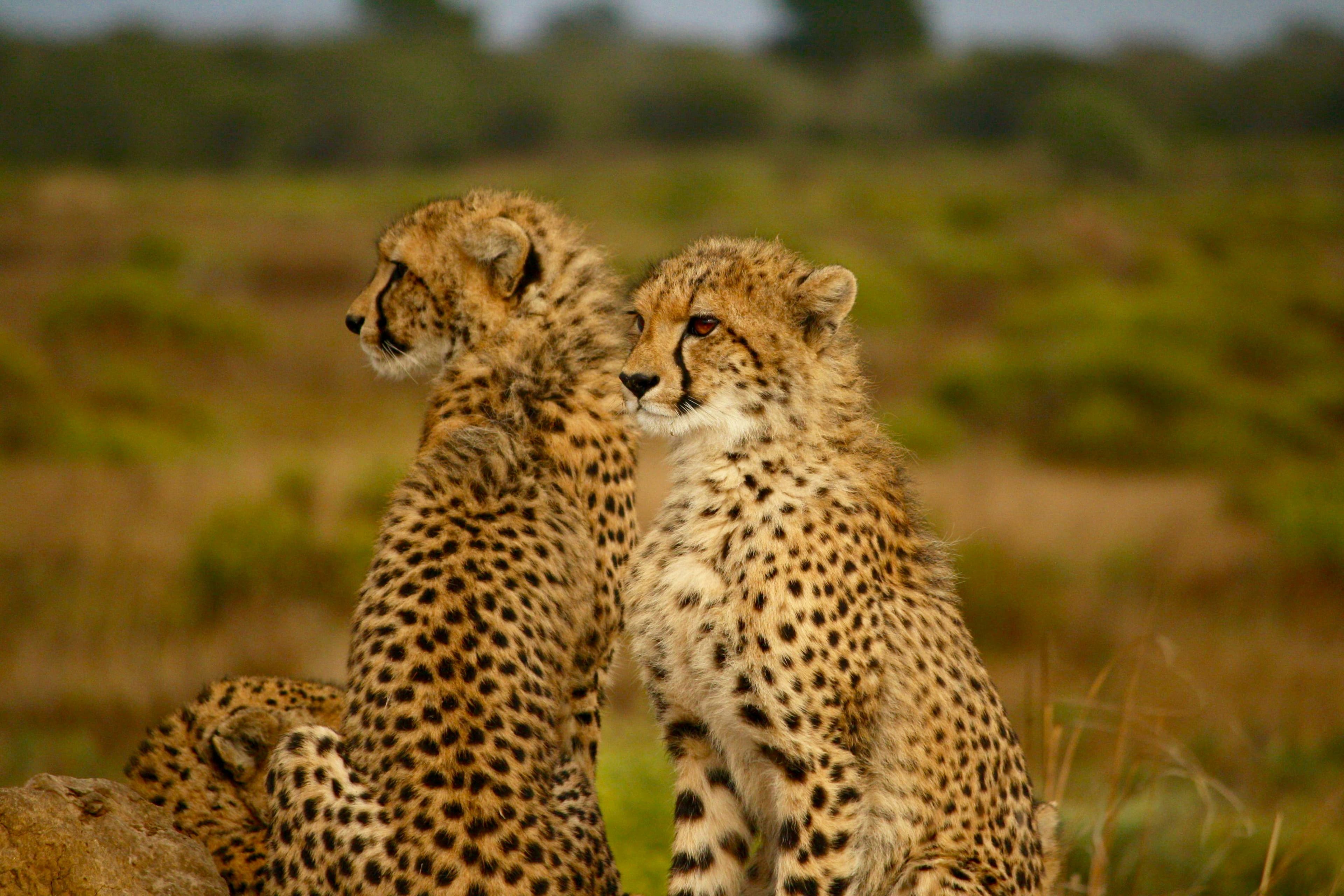 Safari at Royal Mandarin Hotel & Resort — gallery image 7