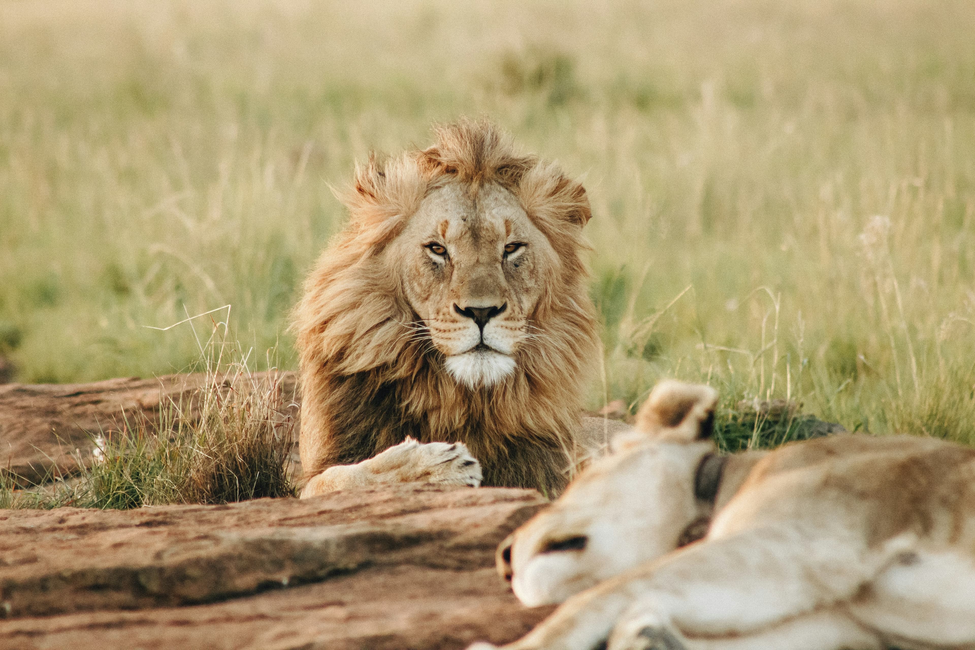 Safari at Royal Mandarin Hotel & Resort — gallery image 1