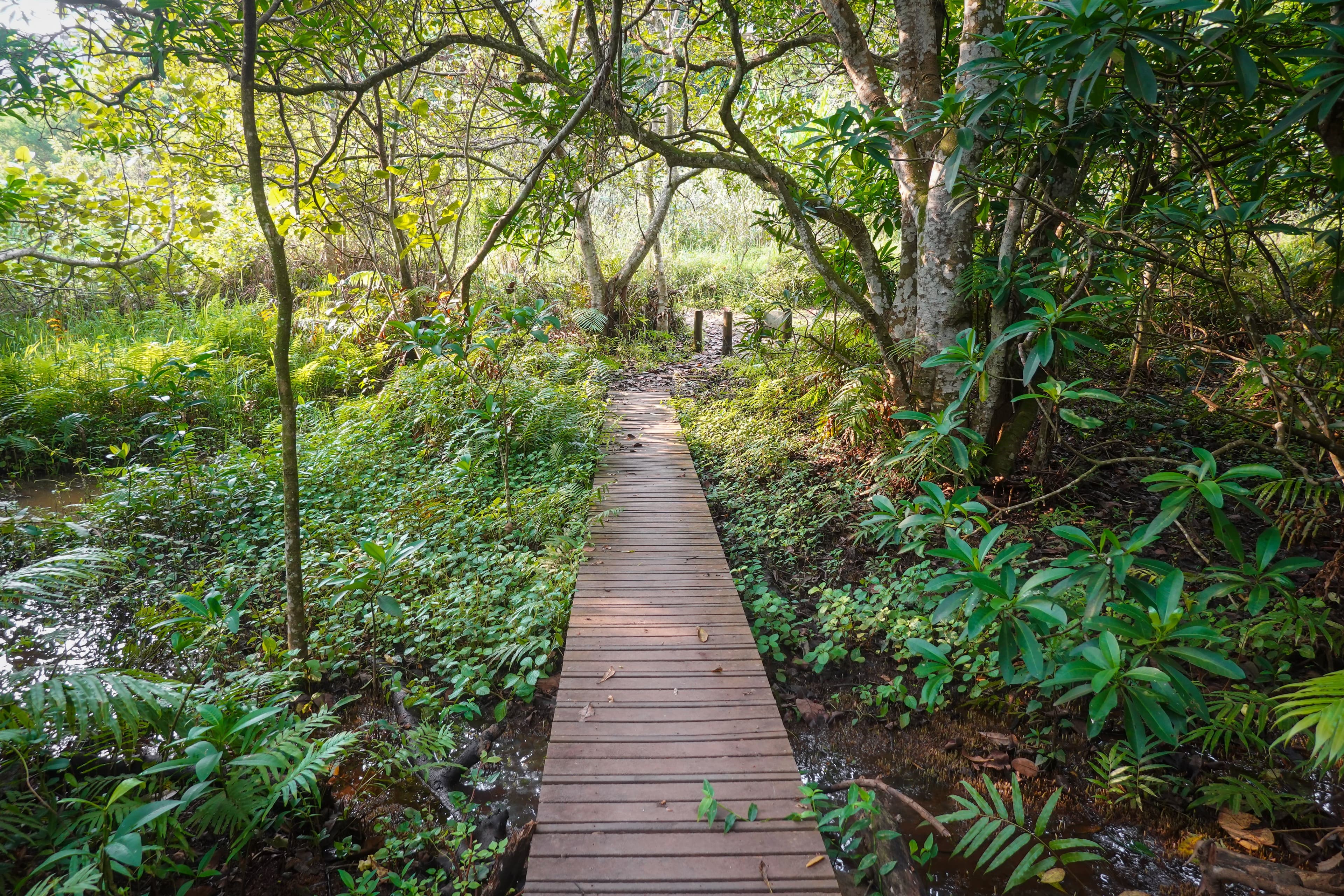 JOZANI FOREST AND SALAAM CAVE at Royal Mandarin Hotel & Resort — gallery image 1