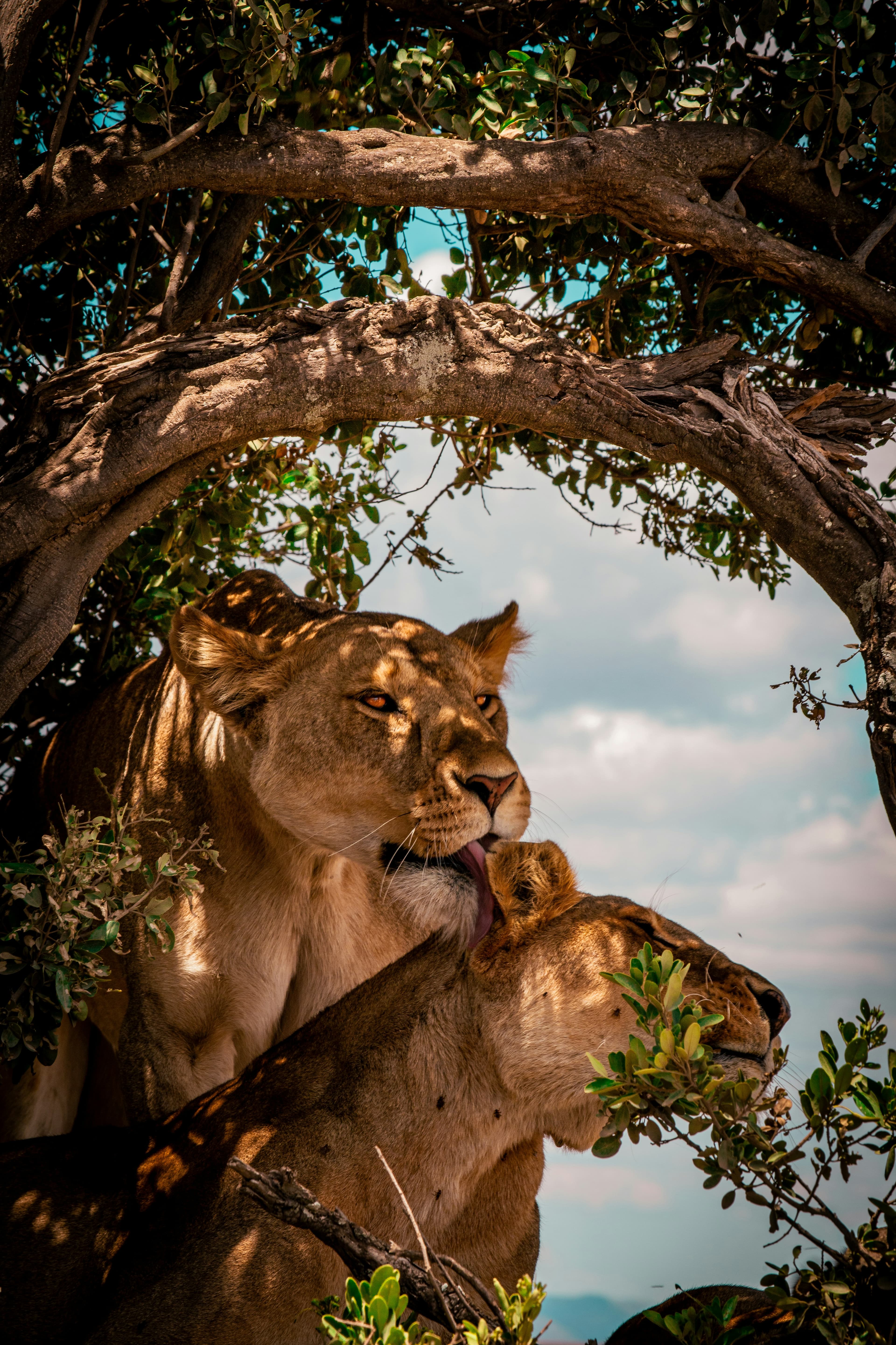 TANZANIA SAFARI