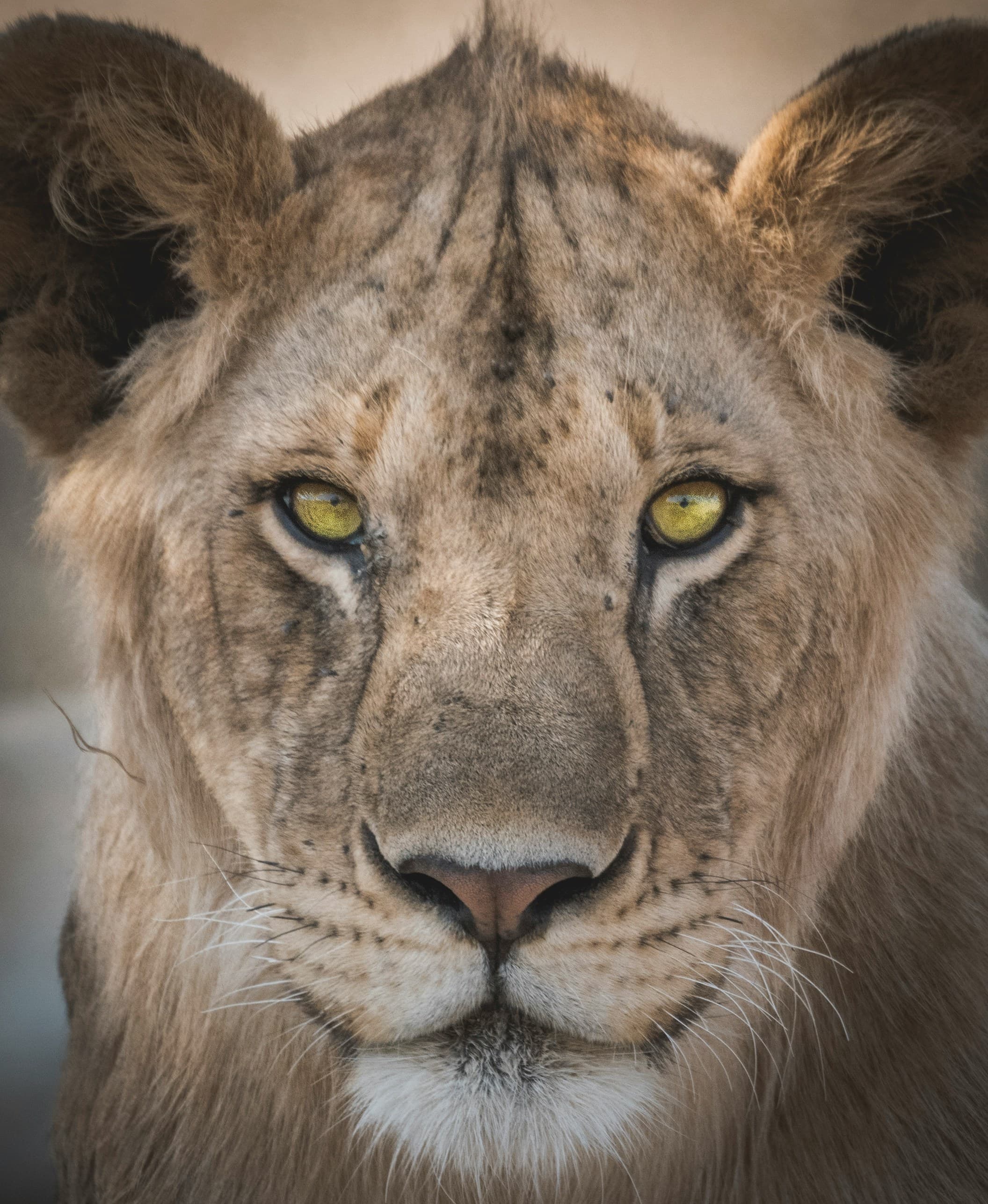TANZANIA SAFARI at Royal Mandarin Hotel & Resort — gallery image 1