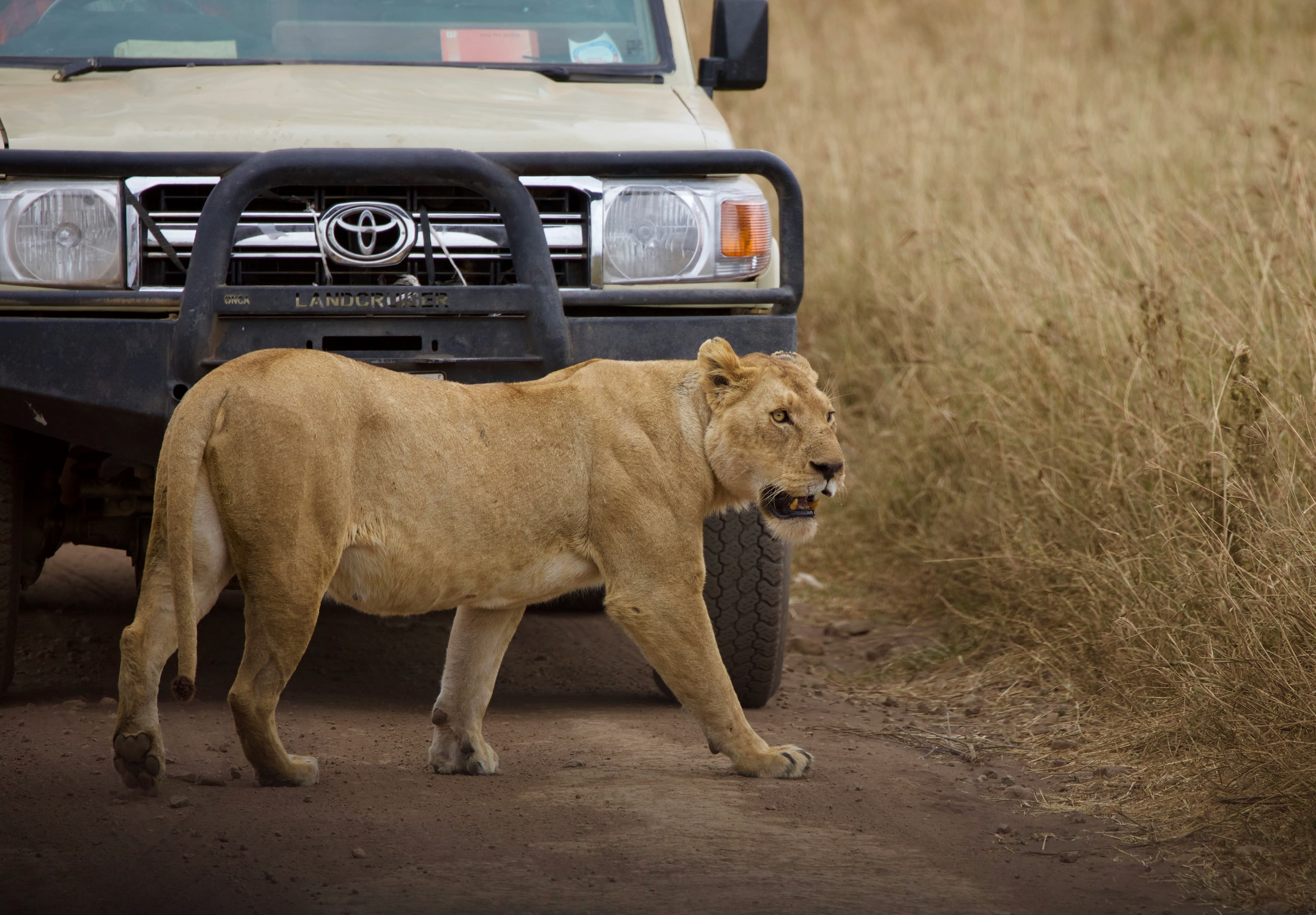 TANZANIA SAFARI at Royal Mandarin Hotel & Resort — gallery image 2