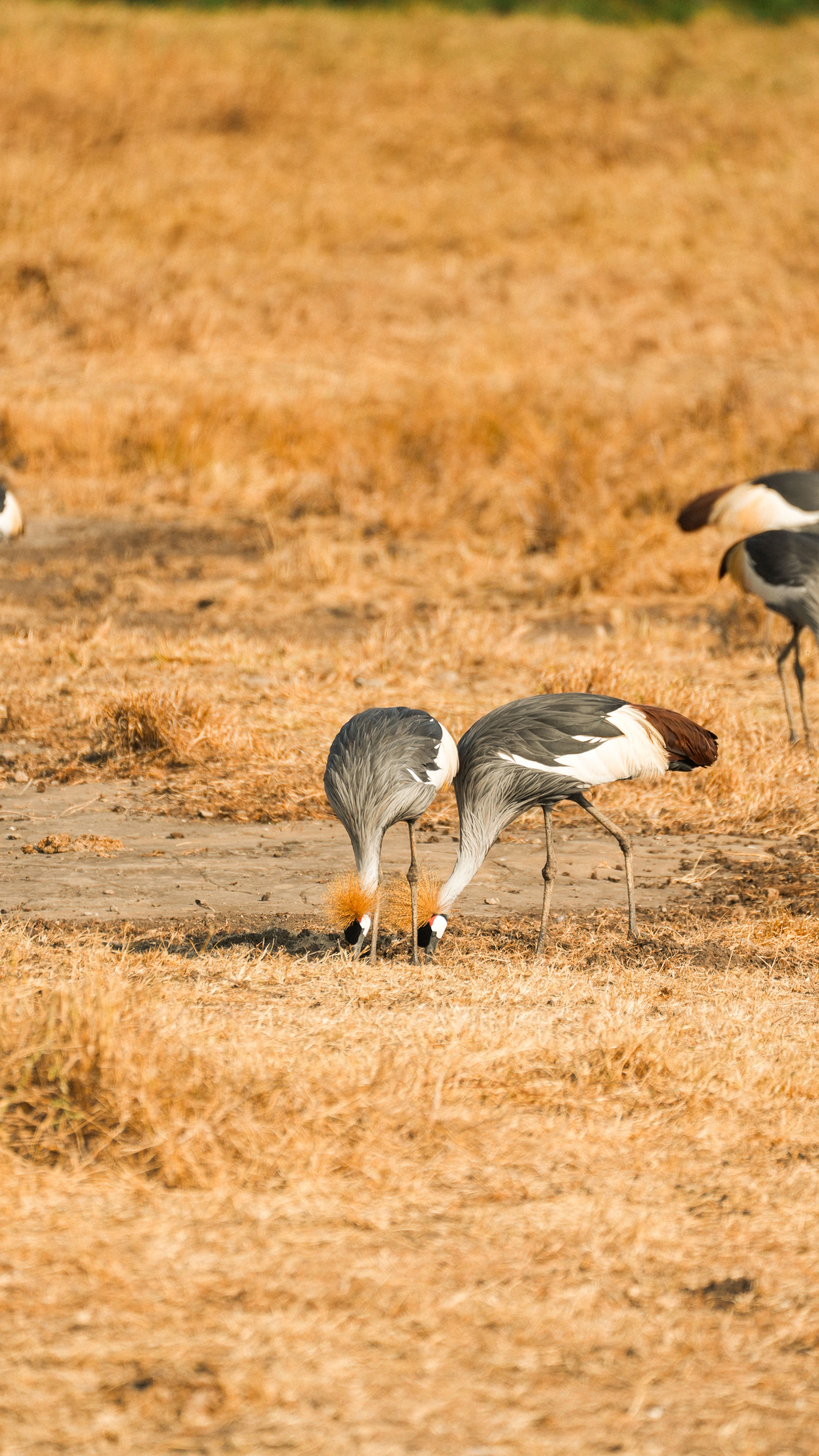 TANZANIA SAFARI at Royal Mandarin Hotel & Resort — gallery image 4