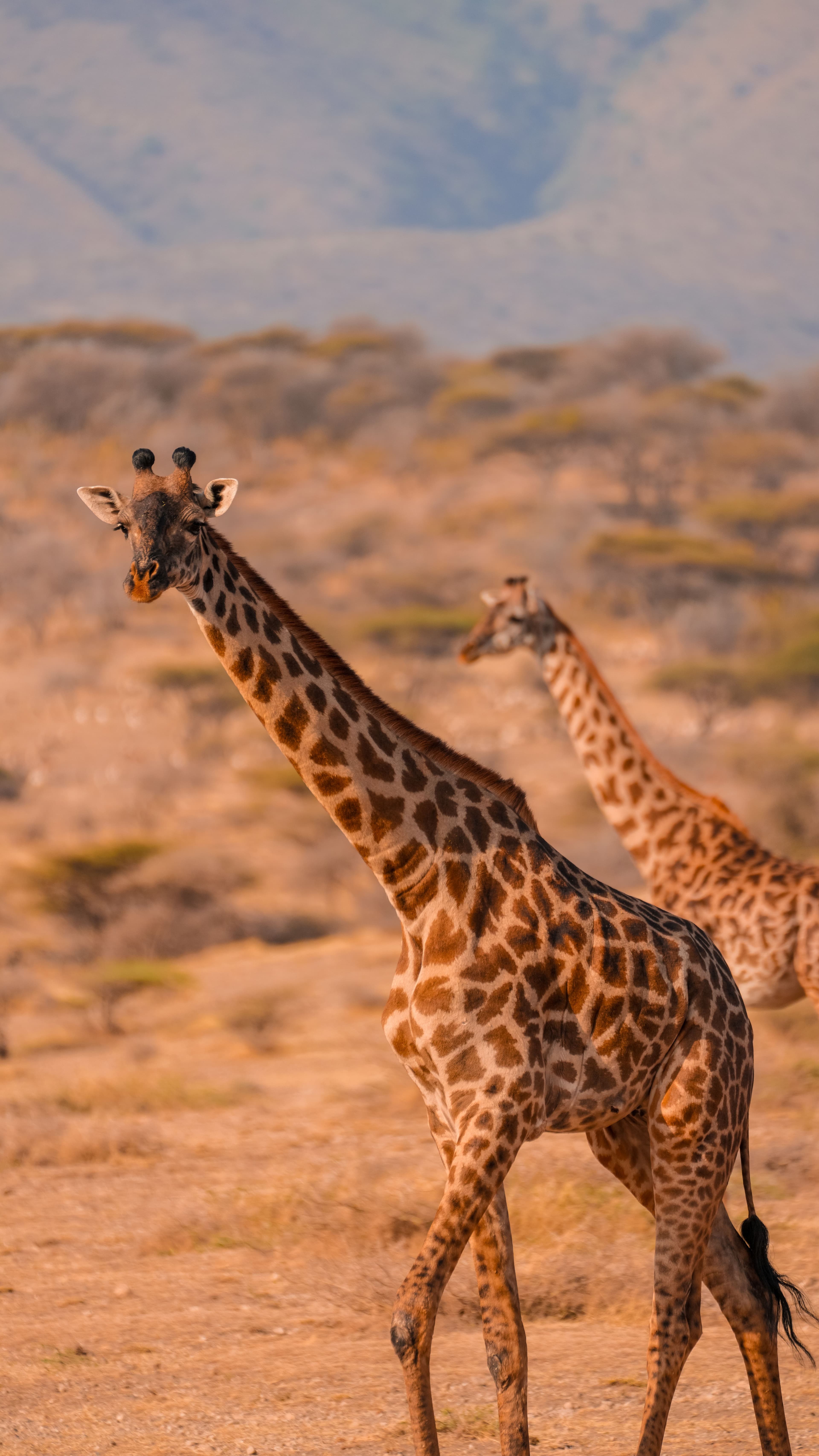 TANZANIA SAFARI at Royal Mandarin Hotel & Resort — gallery image 6
