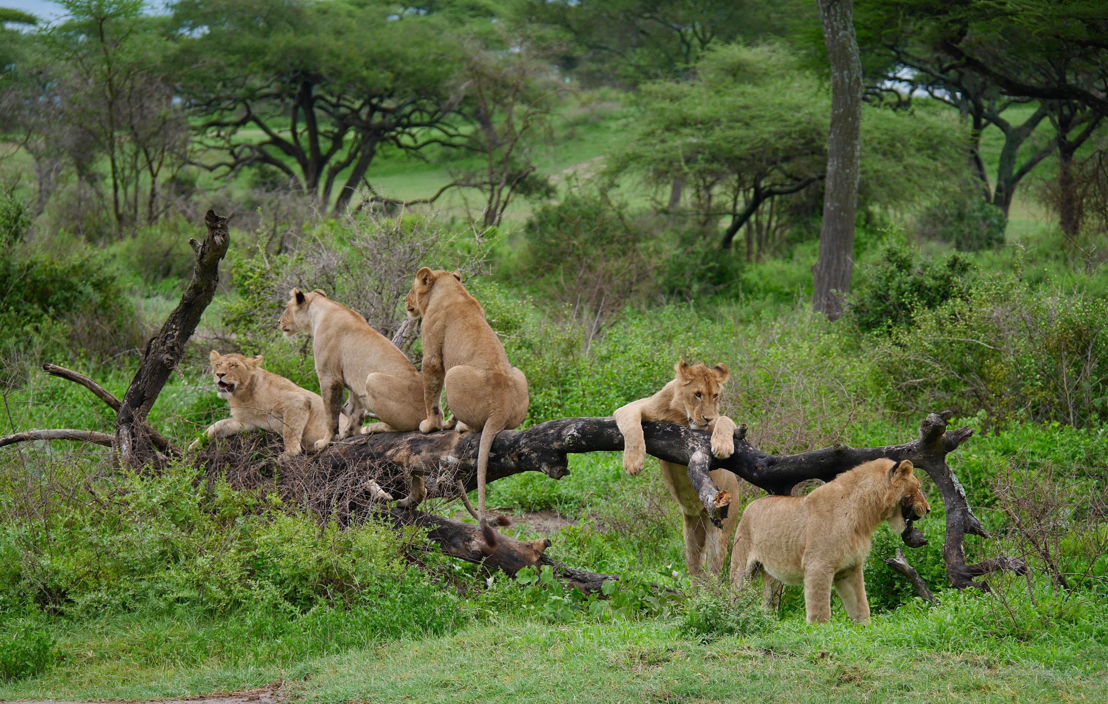 TANZANIA SAFARI at Royal Mandarin Hotel & Resort — gallery image 7