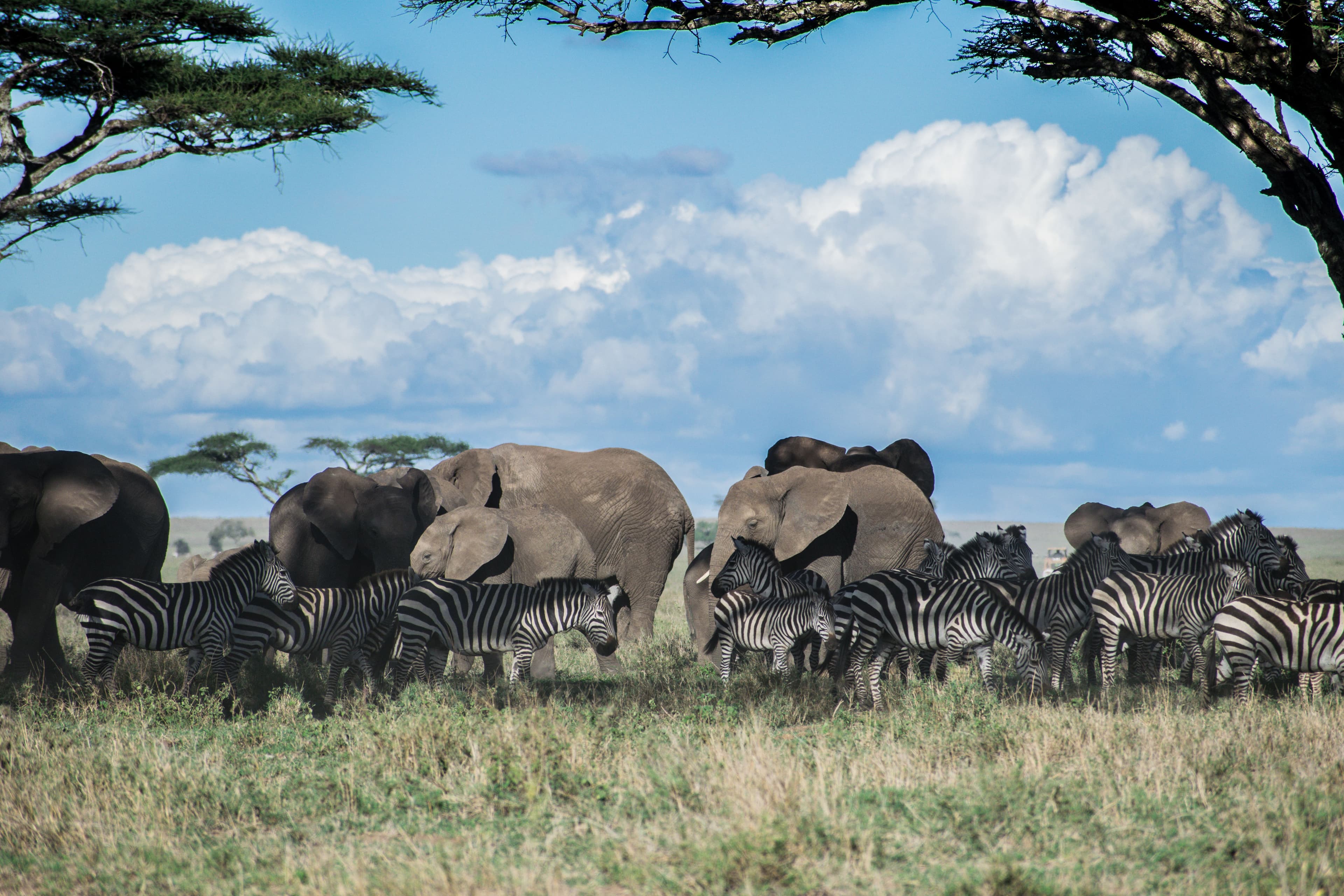 TANZANIA SAFARI at Royal Mandarin Hotel & Resort — gallery image 8