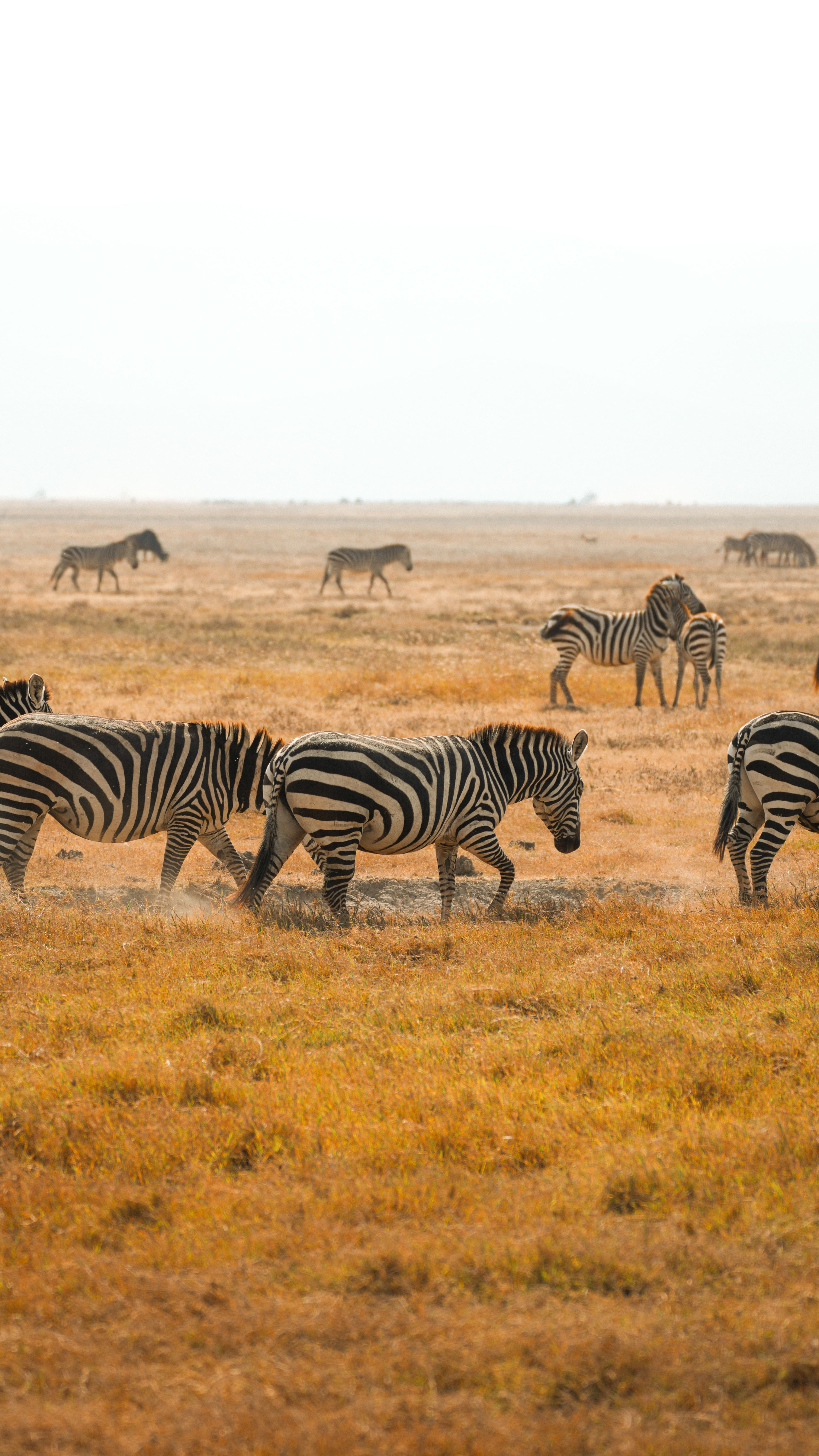 TANZANIA SAFARI at Royal Mandarin Hotel & Resort — gallery image 9
